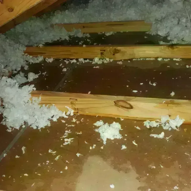 Attic Water Damage in Newton, TX