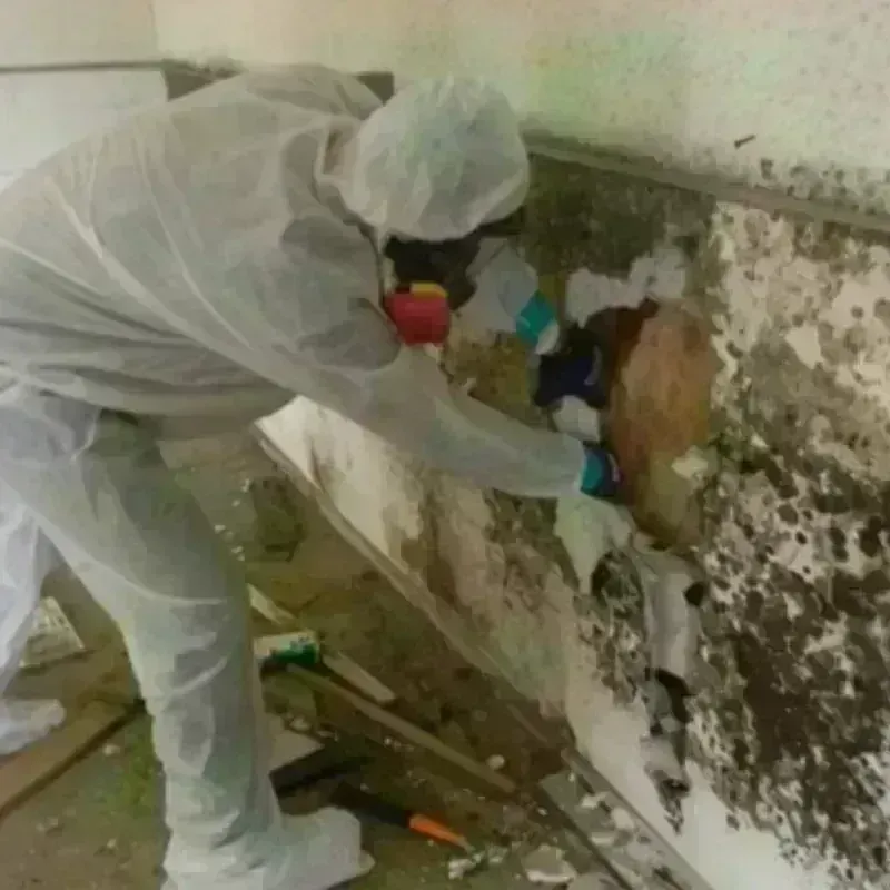 Mold Remediation and Removal in Newton, TX